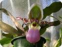Paph. chamberlainianum